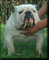 bulldog ou bouledogue anglais : Groz-Kriger Old Boy